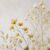 Cuckoo Flower
